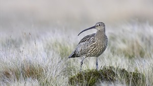 The RSPB's "UK Action Plan to Save Curlew" highlights the detachment that the RSPB have from successful estates, land managers and keepers